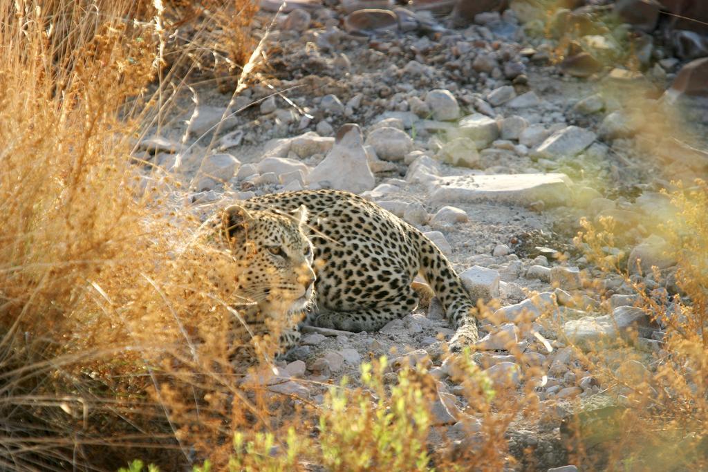 Etendeka Mountain Camp Damaraland Bagian luar foto